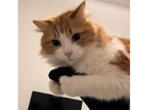 飼い主の体力が試される…！ 変な場所でくつろぐ猫さん。