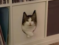 「何かご用かな？」自分専用のボックスでお出迎え。猫型デザインを完璧に使いこなす猫さん