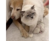 早く紹介したい♡「見て、私の子猫だよ！」親友の犬に真っ先に赤ちゃんを見せにいく猫ママ