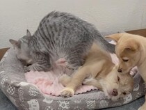 「そこ、ボクのベッドだよ…？」子犬たちの割り込みにタジタジな子猫さんと、平和な解決策