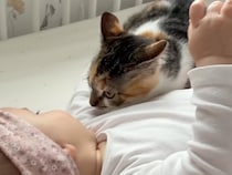 「ふわふわして気持ちいいね」赤ちゃんが猫さんに初めて触れた日！