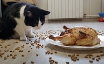 いつものカリカリ食べ放題と豪華なチキン、猫さんはどっちを選ぶ！？