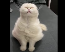 風を感じるのが好きっ!! ちょっと変わっている猫さん