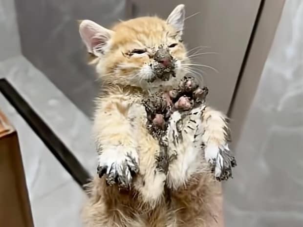 穴に落ちていた子猫を保護！ 今ではみんなに愛される、甘えん坊な猫さんに