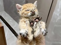 穴に落ちていた子猫を保護！ 今ではみんなに愛される、甘えん坊な猫さんに