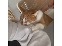 兄弟猫の姿がみえなくなって、不安が爆発する猫さん