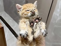 穴に落ちていた子猫を保護！ 今ではみんなに愛される、甘えん坊な猫さんに