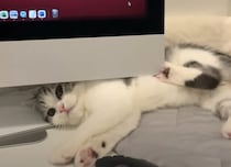 子猫が反抗期？ びっくりしちゃうネコハラ！