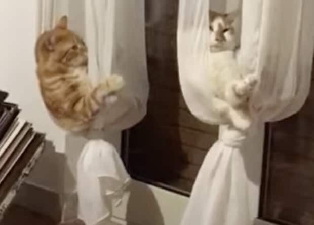猫「これ快適だニャ♡」カーテンをハンモックにしてみた!