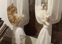 猫「これ快適だニャ♡」カーテンをハンモックにしてみた！
