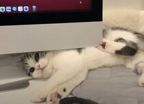 子猫が反抗期？ びっくりしちゃうネコハラ！