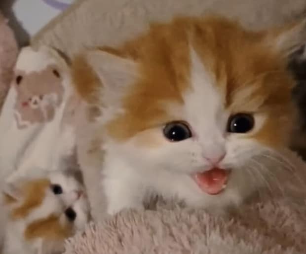 小さな子猫が懸命に登ってくる姿が可愛すぎるっ!