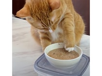 かける派？ つける派？ 「どっちにしようかにゃ」食事方法で悩む猫さん