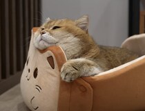 新しいベッドをもらった猫さん、さっそく中に入って幸せそうなお顔♡