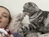 「あのぅ… もう朝なんですが」飼い主を優しく起こしたい猫ちゃん