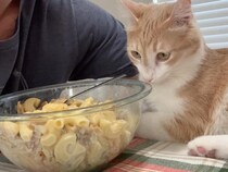 麺類大好き猫「それ、ひと口ちょうだいニャ」パスタを虎視眈々と狙うお茶目な猫さん