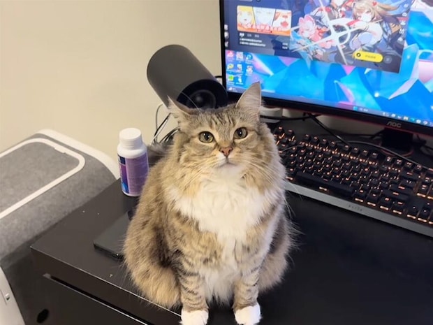 「今日はパソコン使っちゃだめ!」モニターの前でじーっと見つめてくる甘えん坊さん