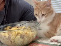 麺類大好き猫「それ、ひと口ちょうだいニャ」パスタを虎視眈々と狙うお茶目な猫さん