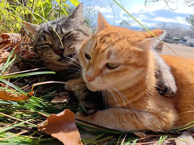 「美味しそうな夢を見てたニャ」寝ぼけて隣の猫さんをガブリ。直後の謝罪が素直すぎる