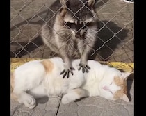 違うんだよぉ。アライグマと猫さんの可愛すぎる勘違い！