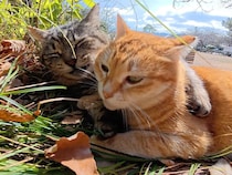 「美味しそうな夢を見てたニャ」寝ぼけて隣の猫さんをガブリ。直後の謝罪が素直すぎる