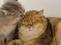 「毛づくろい」にお返しのキスかと思いきや……。寝ぼけた猫さんの自由すぎるリアクション