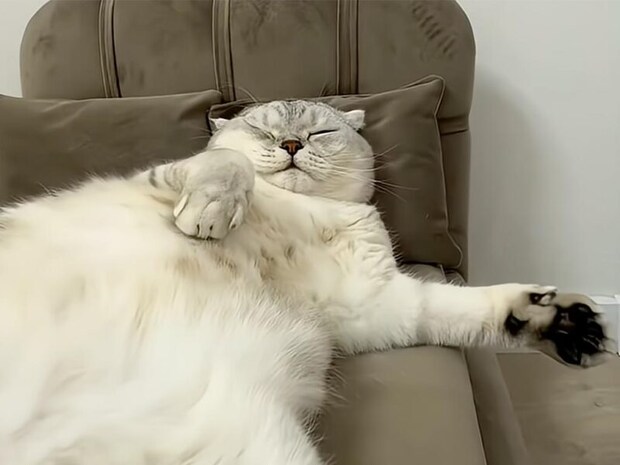 もはやソファの一部。完璧なヘソ天で「溶ける」猫さん、究極の脱力お昼寝が可愛すぎる