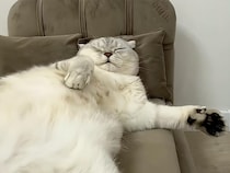 もはやソファの一部。完璧なヘソ天で「溶ける」猫さん、究極の脱力お昼寝が可愛すぎる