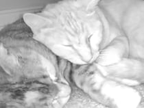 「怖い夢を見たのかニャ？」添い寝してあげる、兄弟思いな元保護猫さん