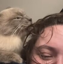 「長毛なんだから、ちゃんとお手入れしにゃいと！ 」飼い主の髪を綺麗にしてくれる猫さん。