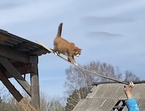 自分で高いところに登った猫さん、降りる時は飼い主さんに「補助」をお願い！