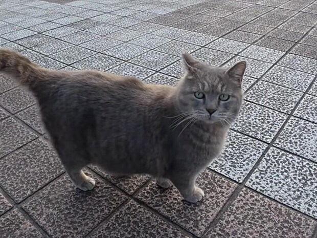 「今日はちょっと忙しいんだよねー」甘えながら周囲を見張る猫さん