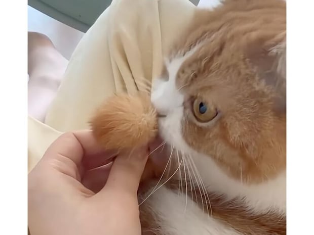 しっぽ持ち係、採用！ 猫の毛繕いを優しくサポートしてあげる飼い主さん