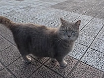 「今日はちょっと忙しいんだよねー」甘えながら周囲を見張る猫さん