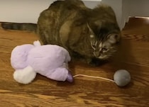 飼い主さんに褒められたくって、毎日プレゼントを運んでくる猫さん