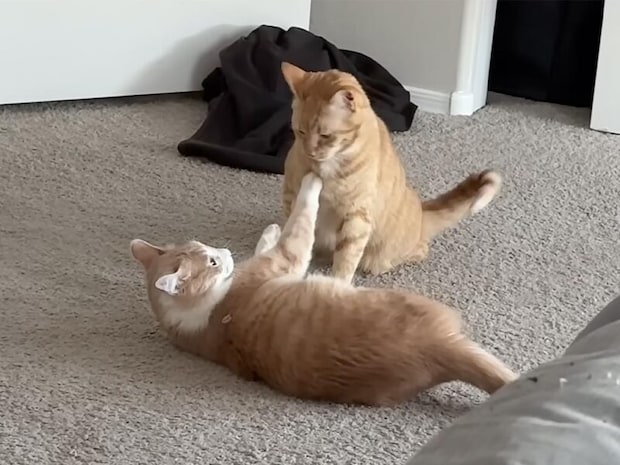 【猫のいる暮らし】目覚まし時計もいらない？ 朝からエンジン全開な猫さんたち