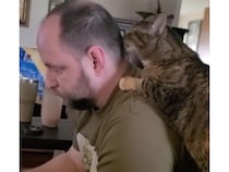 「ボクが綺麗にしてあげるニャ」肩に手をかけ、飼い主のヘアスタイル（？）を整える猫さん