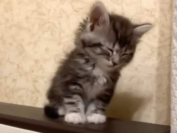「まだ寝にゃいよ…」座って寝落ちする子猫