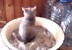トイレでふんばりすぎた子猫にかわいい悲劇が。