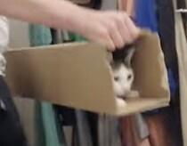 猫ちゃん発射ー！ 細長い箱から豪快に飛び出すぞ！
