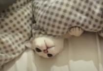 お布団から出たくないよぉ〜。猫さんと「いないいないばぁ！」