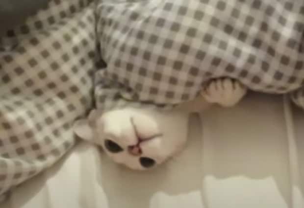 お布団から出たくないよぉ〜。猫さんと「いないいないばぁ！」