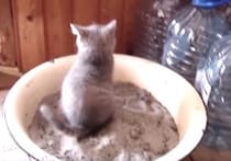 トイレでふんばりすぎた子猫にかわいい悲劇が。