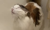 シャワーを浴びる猫!? まさかの行動にびっくり！