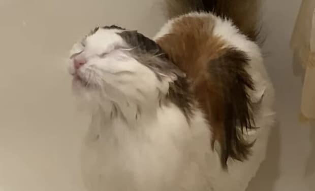 シャワーを浴びる猫!? まさかの行動にびっくり！