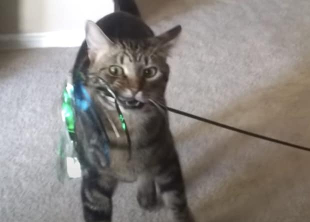 「遊んでよぉ〜！」自分でおもちゃを持って来て催促する猫さん。