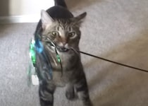 「遊んでよぉ〜！」自分でおもちゃを持って来て催促する猫さん。