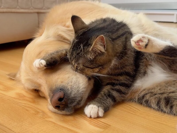 「犬さん起きてよ！遊ぼう！」と意気込んでいた子猫が、いつの間にか隣で寝落ち