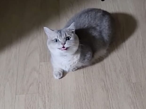 「やっと帰ってきたにゃ！」暗い廊下で待っていた猫さん。再会の喜びも束の間、向かった先は…？