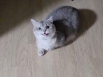 「やっと帰ってきたにゃ！」暗い廊下で待っていた猫さん。再会の喜びも束の間、向かった先は…？